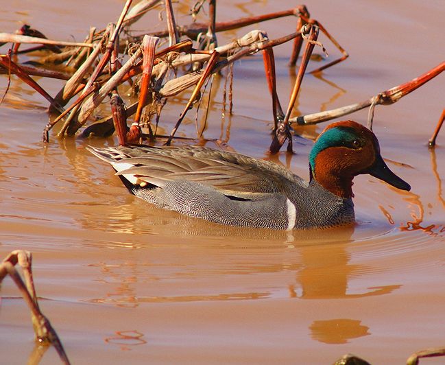 Green-Winged Teal