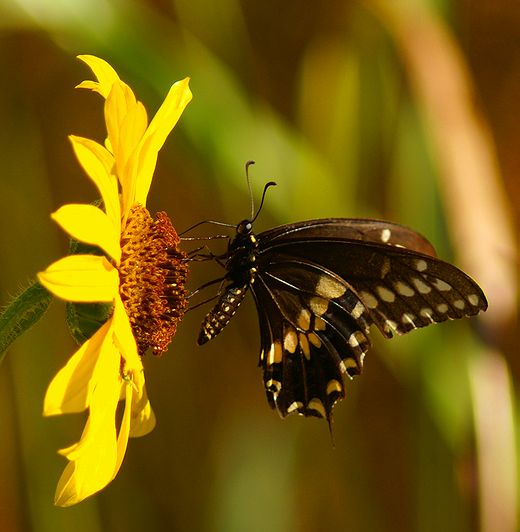 Black Swallowtail