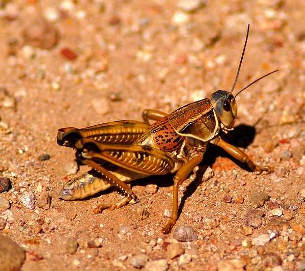 Plains Lubber Grasshopper