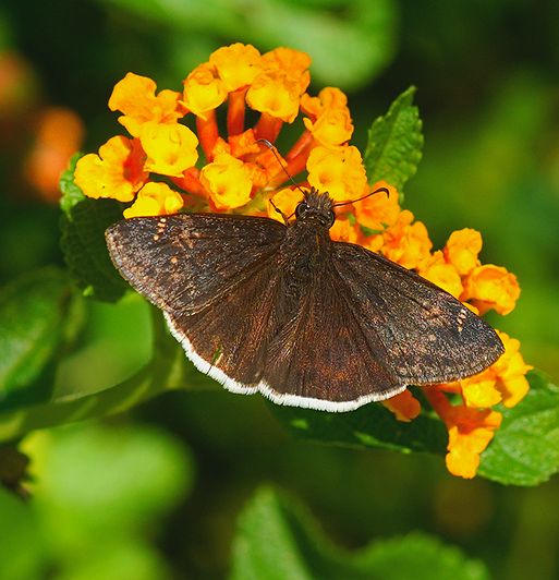 Funeral Duskywing