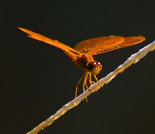 Mexican Amberwing