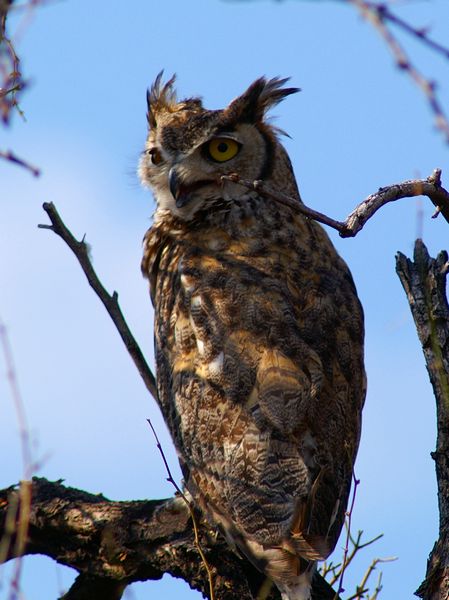 Long Eared Owl