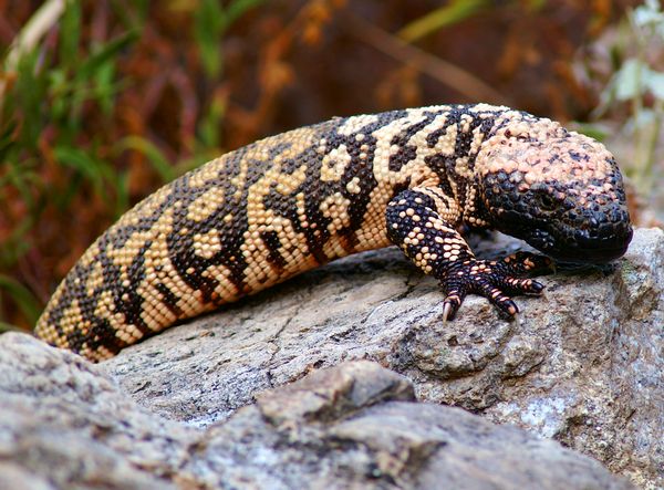 Gila Monster