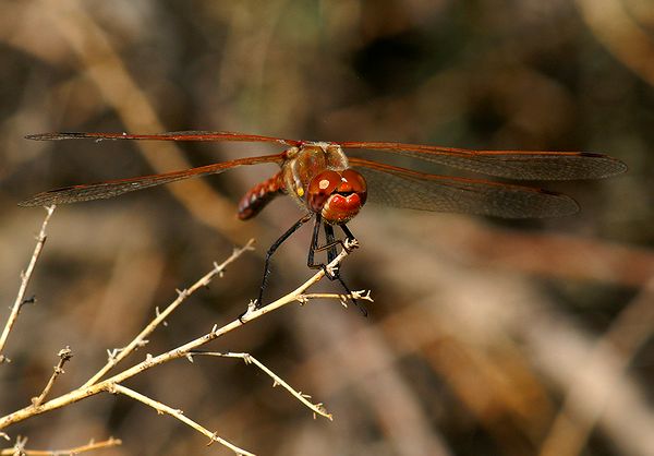 Varigated Meadowhawk