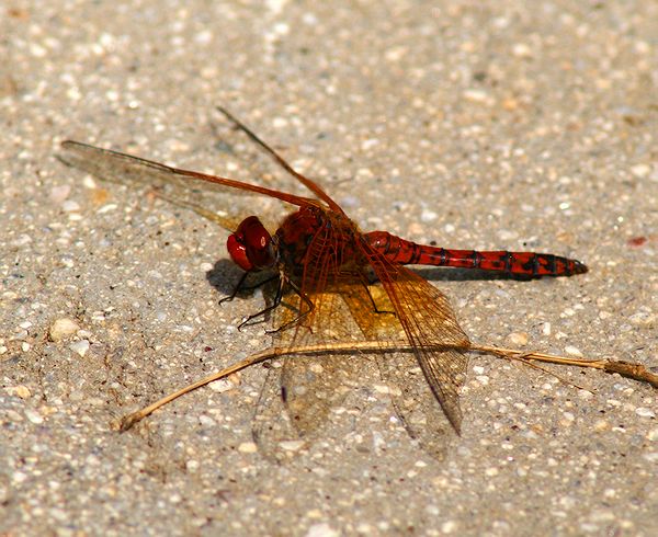 Red Rock Skimmer