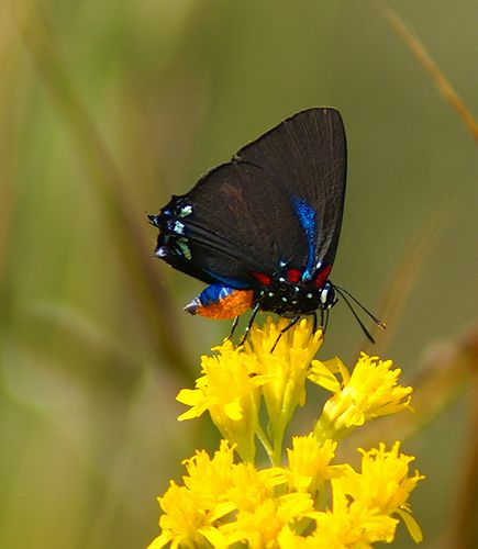 Great Blue Hairstreak