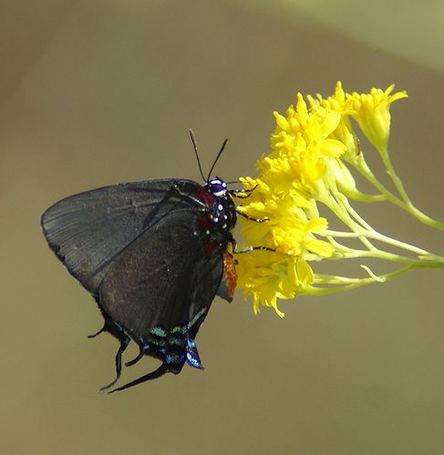 Great Blue  Hairstreak