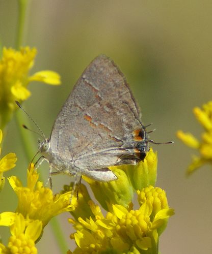 Gray Hairstreak