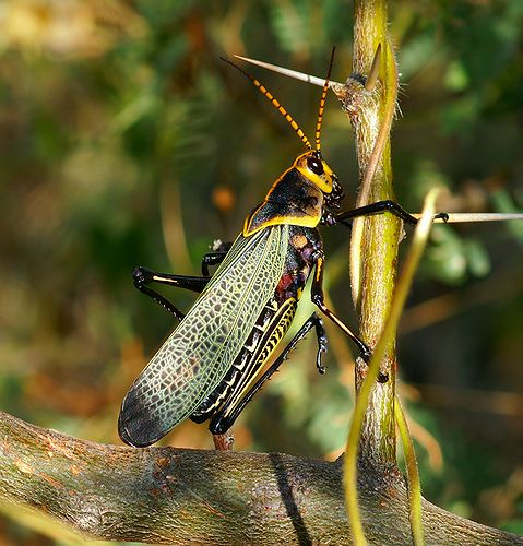 Horse Lubber Grasshopper