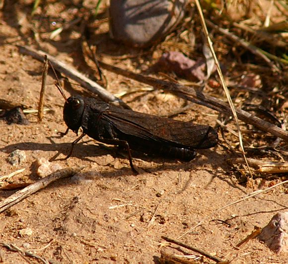 Red-winged Grasshopper