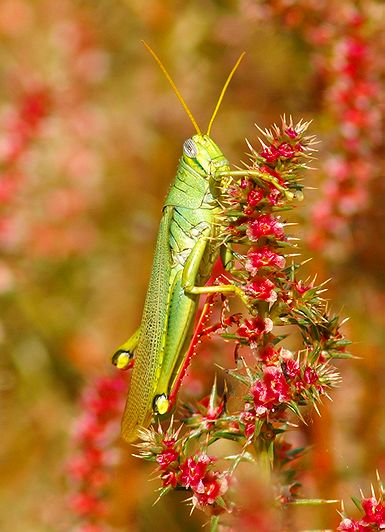 Green Bird Grasshopper