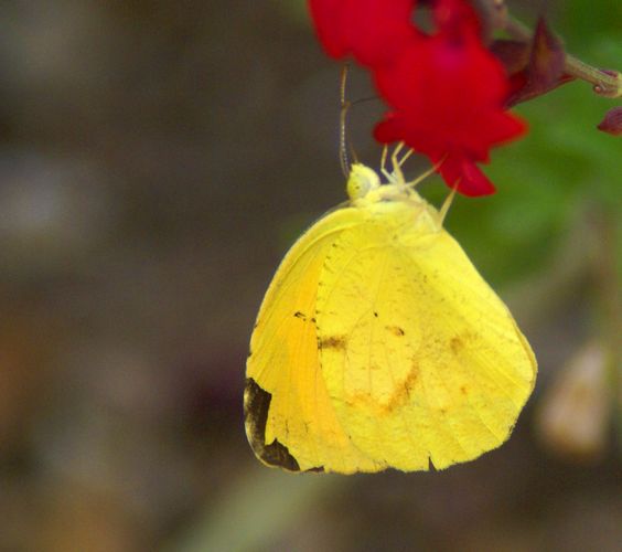 Sleepy Orange Sulfur