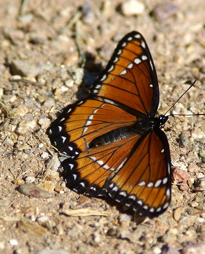 Viceroy