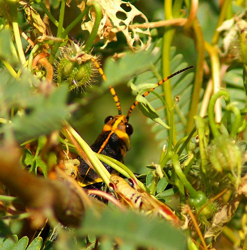 Horse Lubber Grasshopper