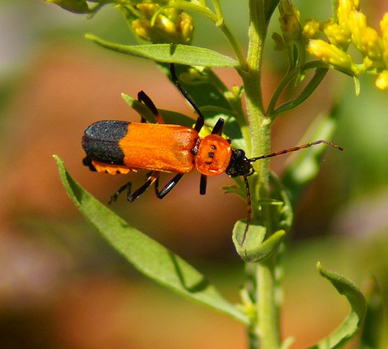 Soldier Beetle