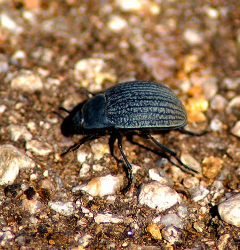 Darkling Beetle