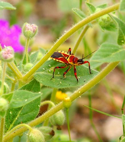 Bee Assassin Bug