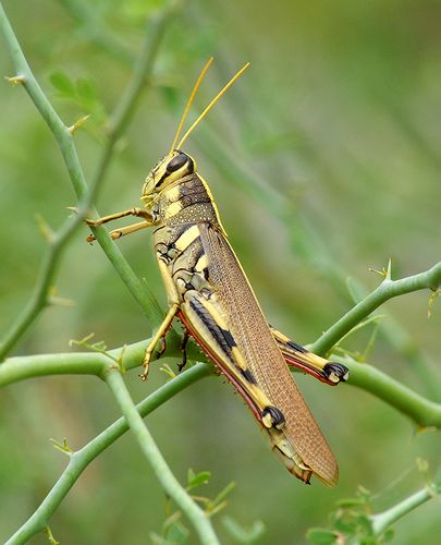 White-lined Bird Grasshopper