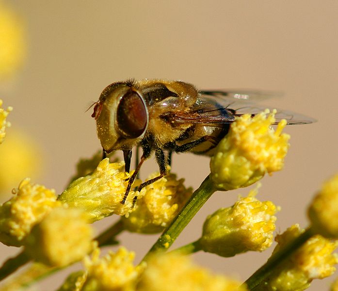 Drone Fly