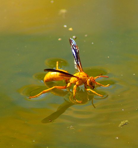 Getting a Drink