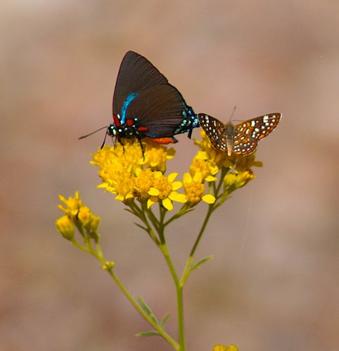 Purple Hairstreak & Mormon Metalmark