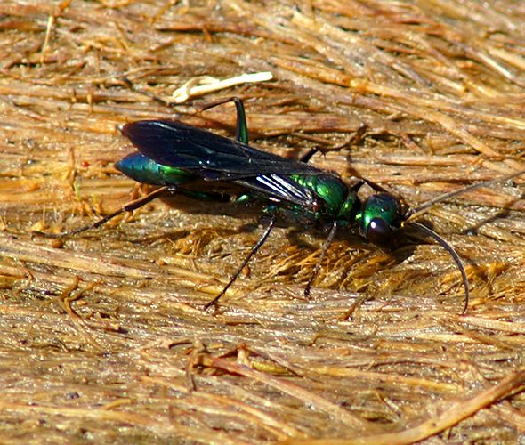 Cuckoo Wasp