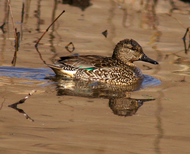Female Green-winged Teal