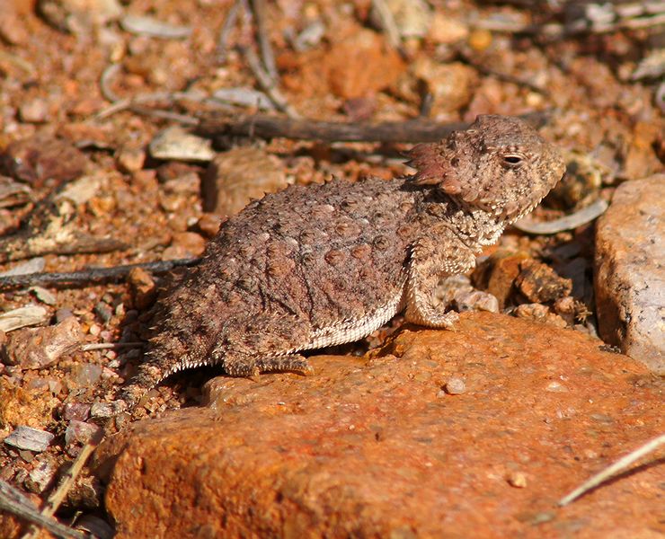 Regal Horned Lizard