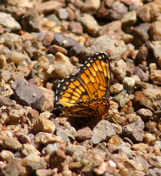 DSC03151c.jpg