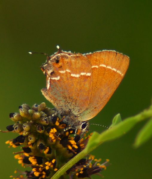 Juniper Hairstreak