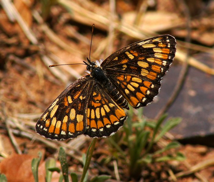 Theona Checkerspot