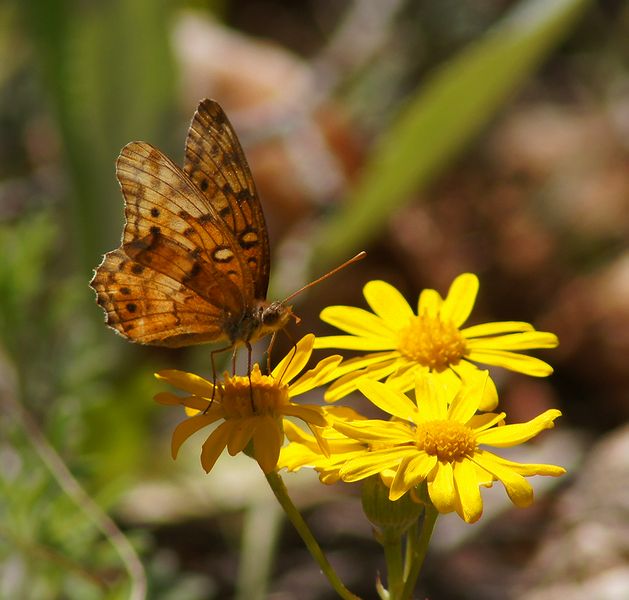 Variegated Fritillary