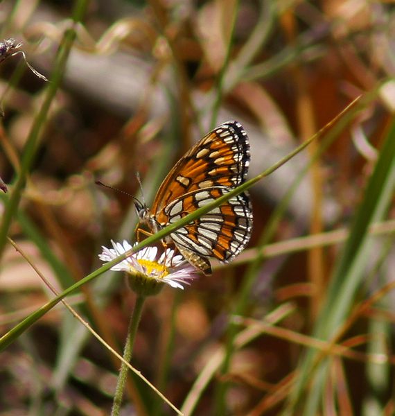 Theona Checkerspot