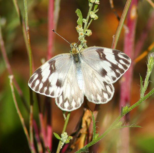 Checkered White
