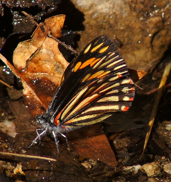 Chirachua Pine White-Female