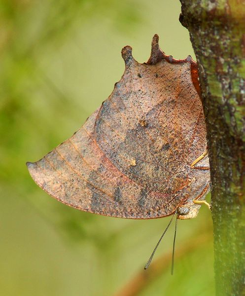 Tropical Leafwing
