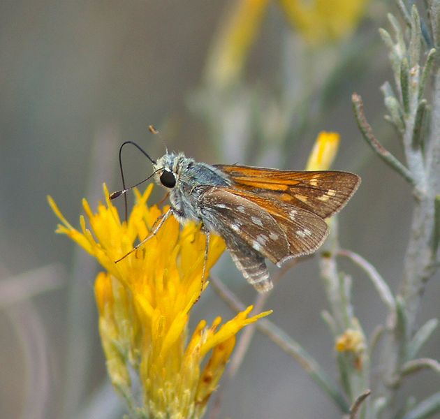 Pahaska Skipper
