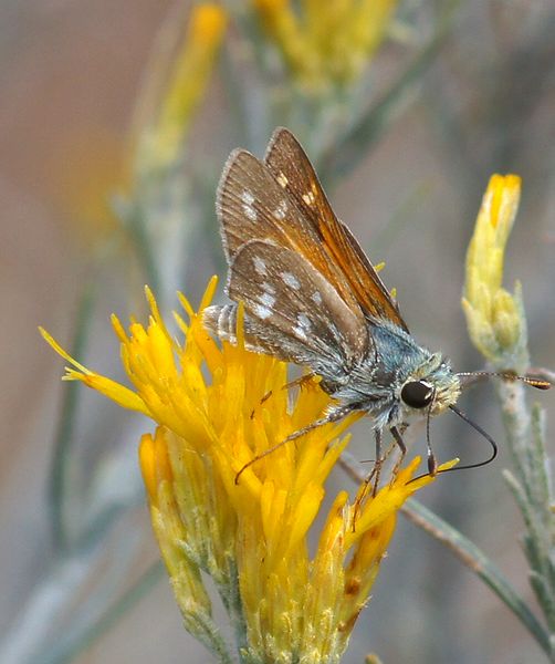 Pahaska Skipper