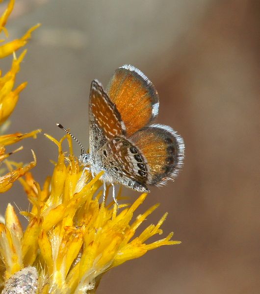 Western Pigmy Blue