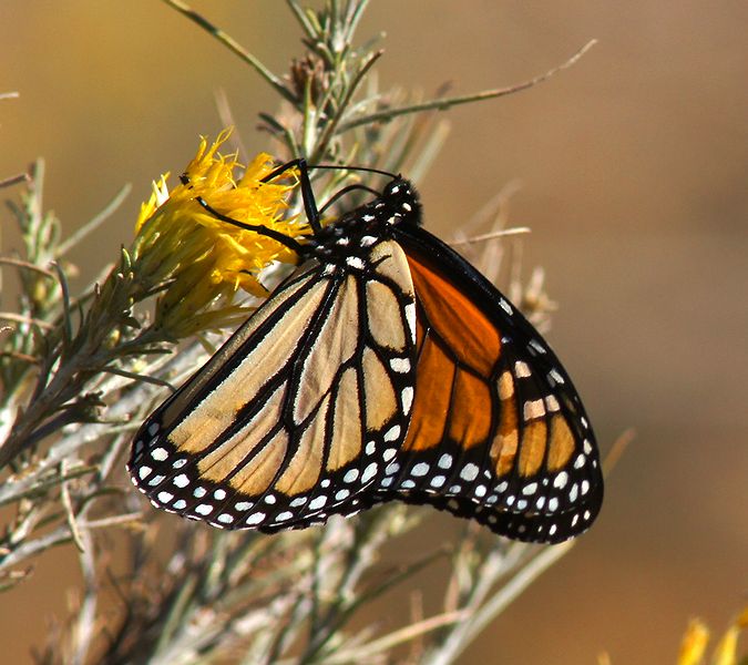 Monarch