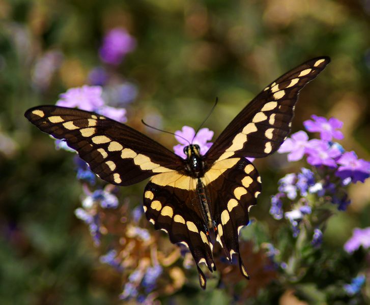 Giant Swallowtail-v