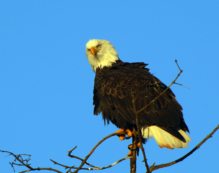 Bald Eagle at Sunset