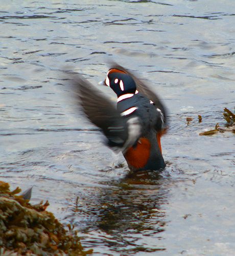 Harlequin #4