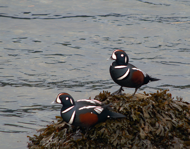Harlequin #6