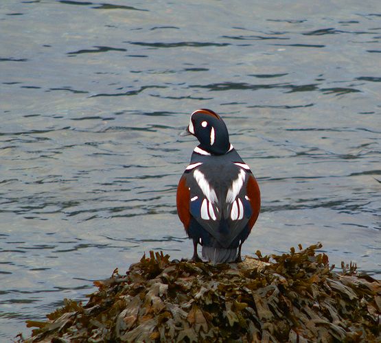 Harlequin #7