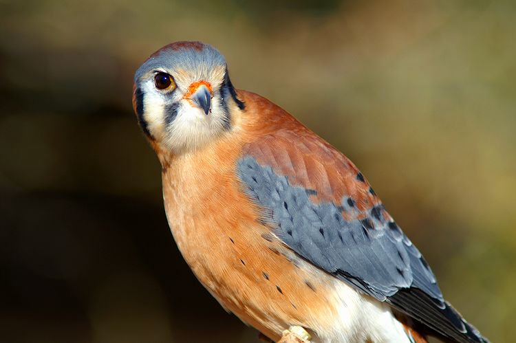 American Kestrel- Desert Museum #1