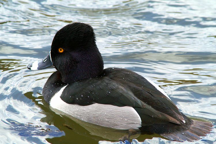 Male Ring-necked Duck