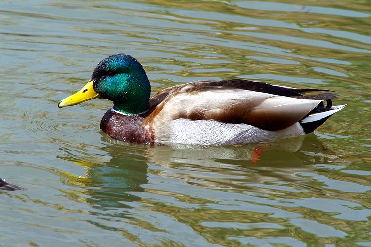 Mallard #1