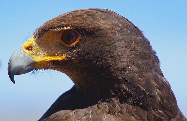 Harriss Hawk- Desert Museum