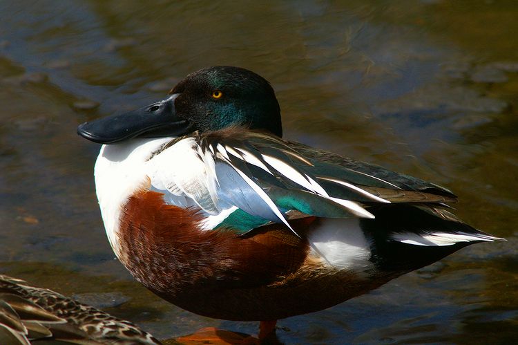 Male Northen Shoveler
